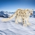 Schleich® WILD LIFE - Śnieżny leopard
